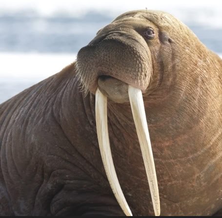 Walrus